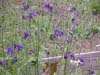 Growing Aquilegia 